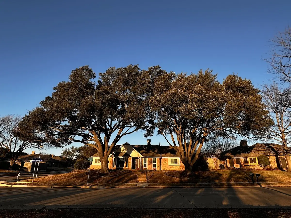 Established residential canopy tree shading a home in Wardensville